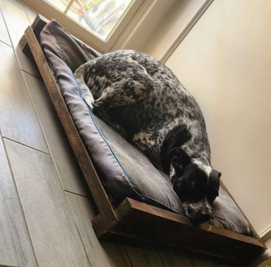 Raised Dog Bed — Cushioned and in use at home.